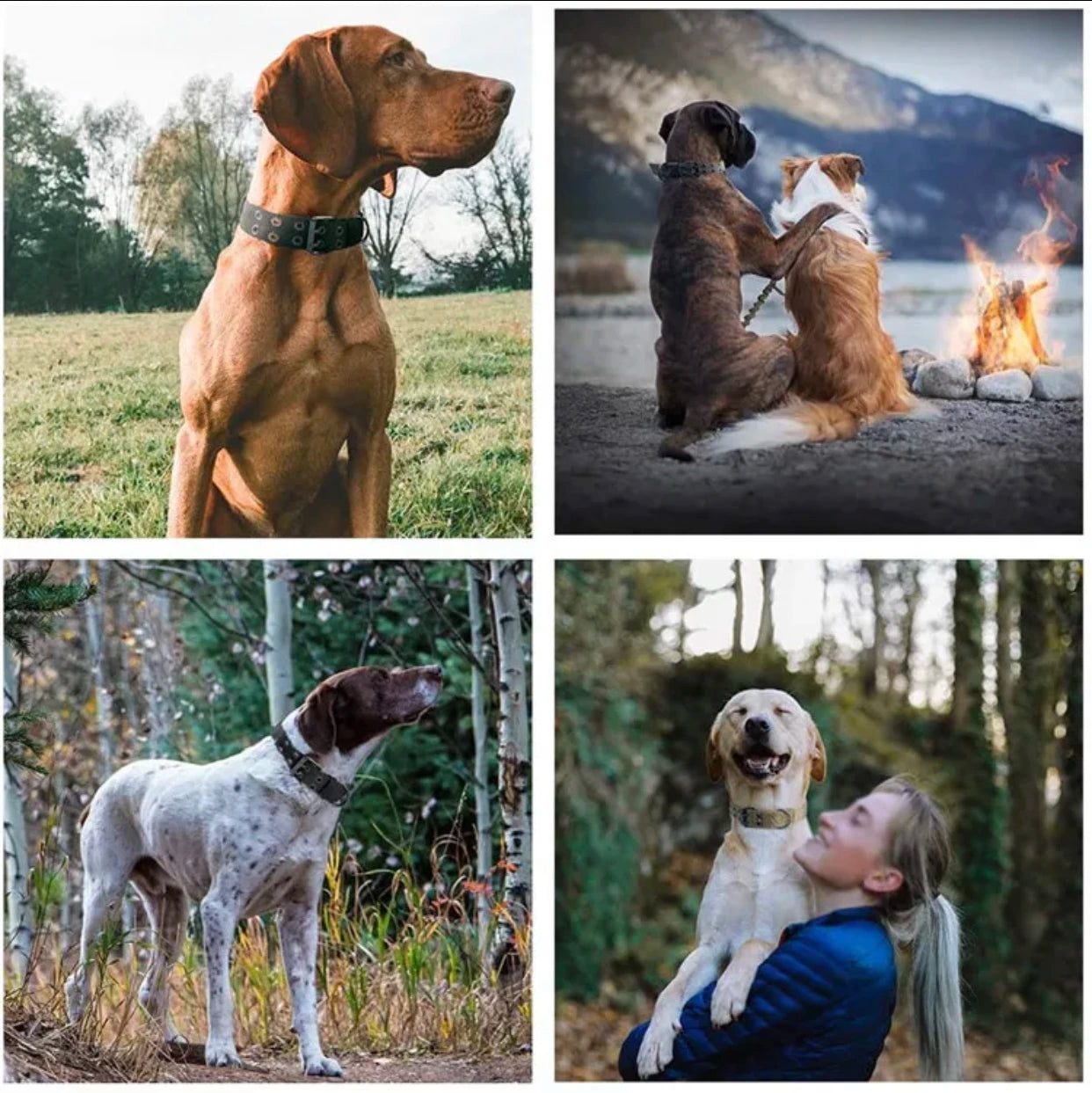 Nylon Dog Collar - Heavy-Duty Tactical Collar | Canisalfa