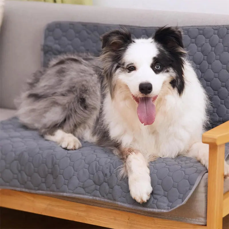 Reusable Dog Pee Pad - Washable & Absorbent Mat | Canisalfa